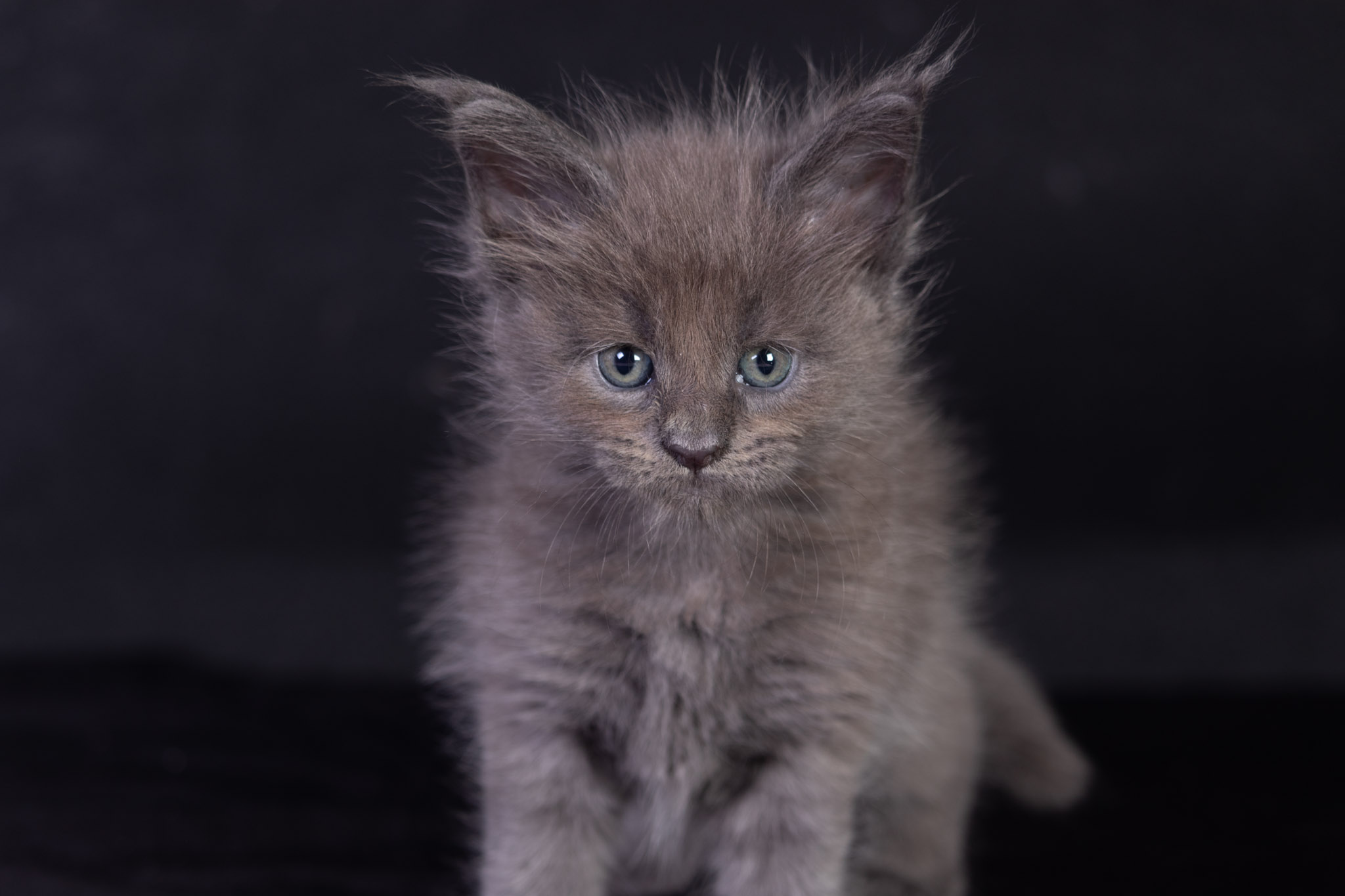 Filhote maine coon